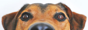 Banner Image of a Close Up Photo of a Dog