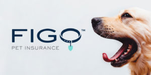 FIGO Pet Insurance Multimedia